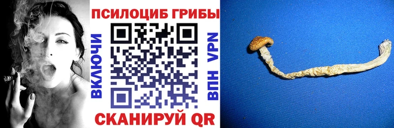 блэк спрут ссылки  купить наркотики сайты  Лиски  Галлюциногенные грибы Psilocybine cubensis 